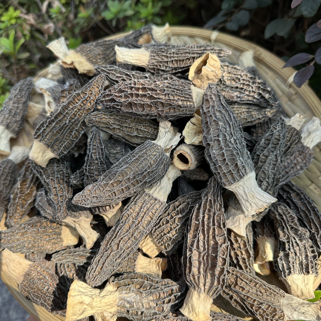 5-7cm头茬羊肚菌25g装精品羊肚菌煲汤干货食用菌营养香味炖煮醇厚