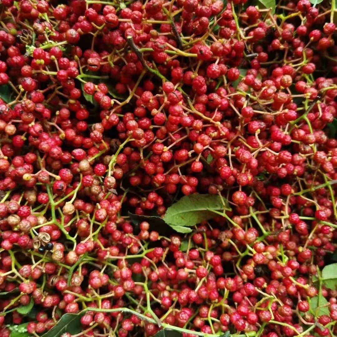 贵州修文本地农家新红花椒1斤 包邮新鲜