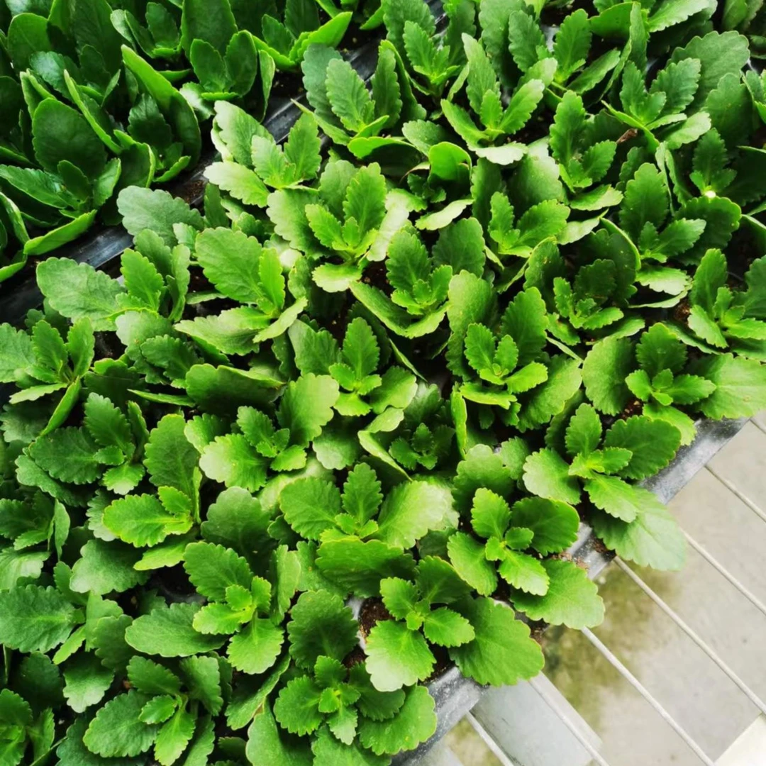 福利长寿小苗组合 10颗（10个不同品种）（带标签