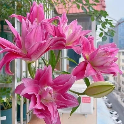 重瓣香水百合种球盆栽室内阳台四季开花多年生花卉种子多头带芽