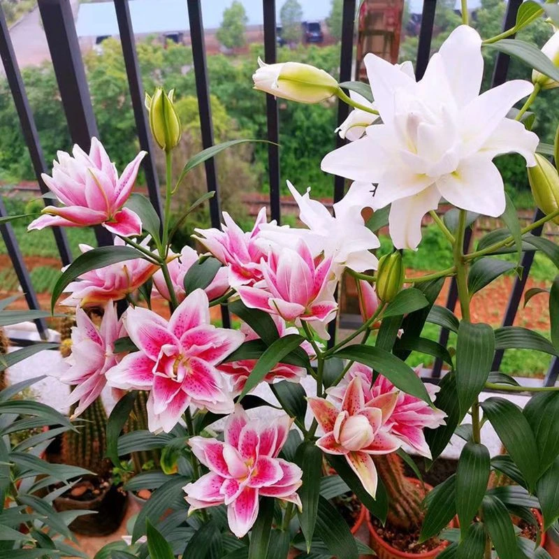 百合种球四季开花室内外花卉精致盆栽香水百合花种子好养易活重瓣