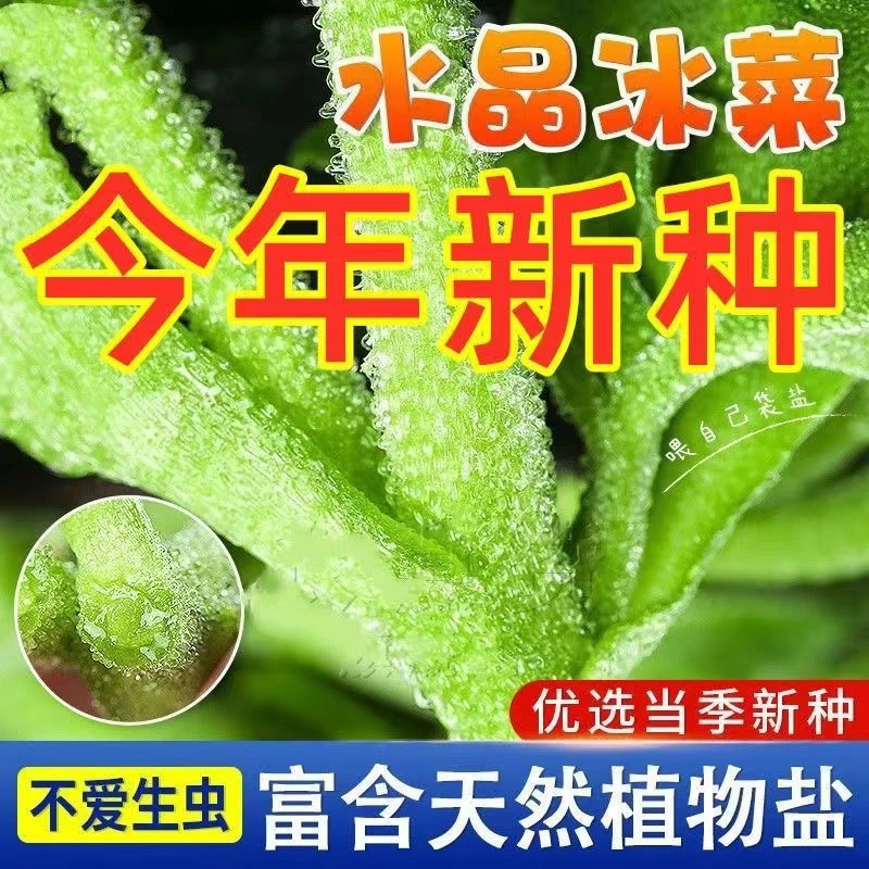 【全店满5元包邮】冰菜种子南方蔬菜长寿菜营养高钙冻不死冰草种籽