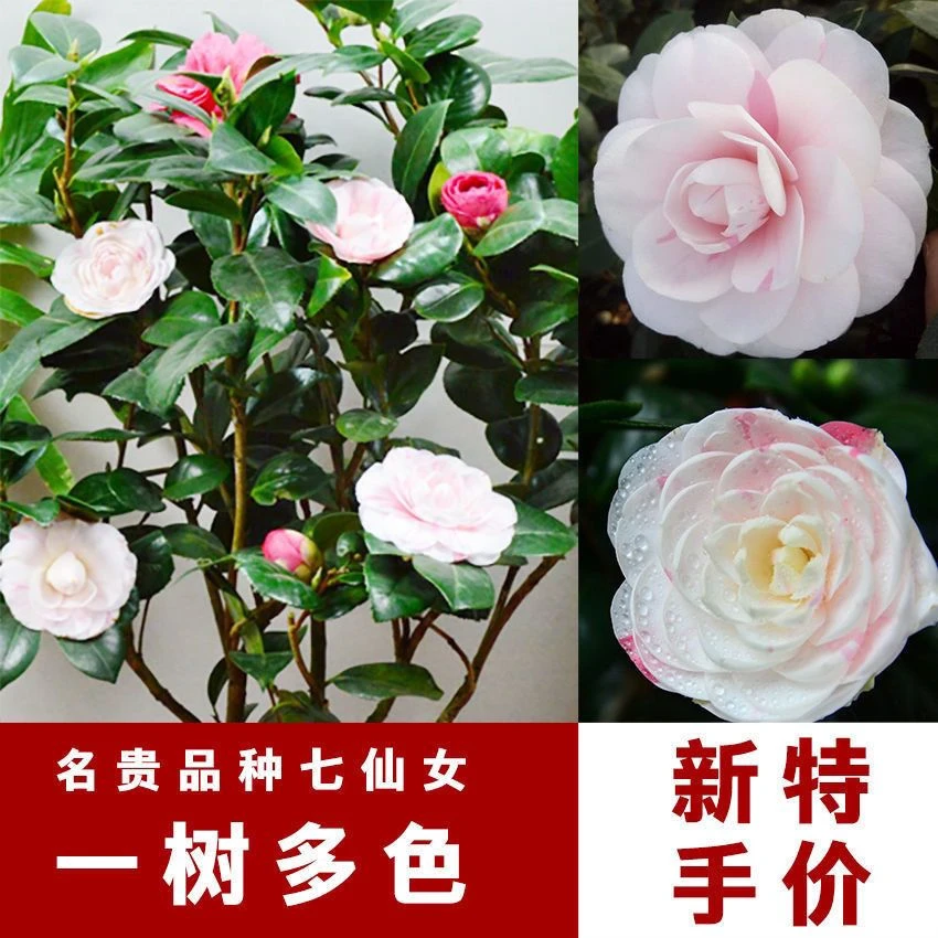 名贵品种一树多色七仙女茶花新手好种盆栽花卉