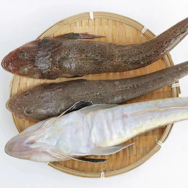 辫子鱼篱笆鱼 渤海湾新鲜野生牛尾鱼拐子鱼