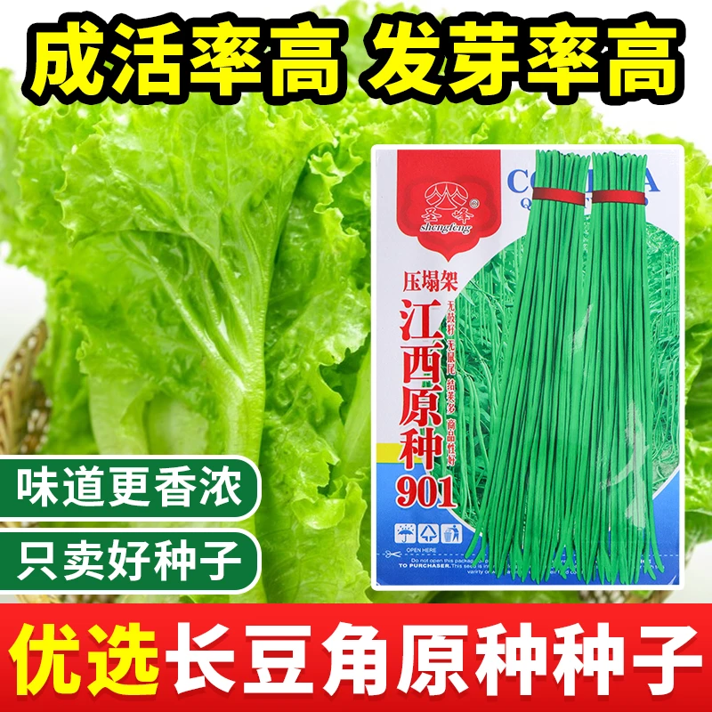 江西901长豆角种子种植菜园生长抗病丰富农业基地培育