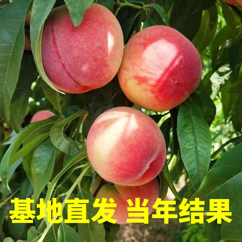 【新年大吉】新品种巨型冬桃 现挖现发 带土球发货
