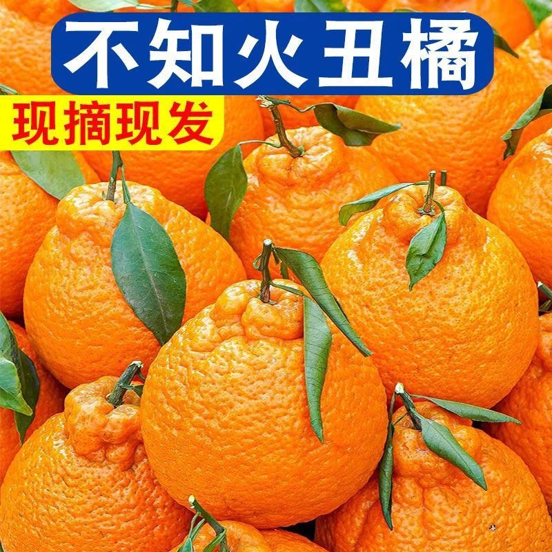 四川不知火耙耙柑特级粑粑柑春见 新鲜装水果当季批发粑粑柑