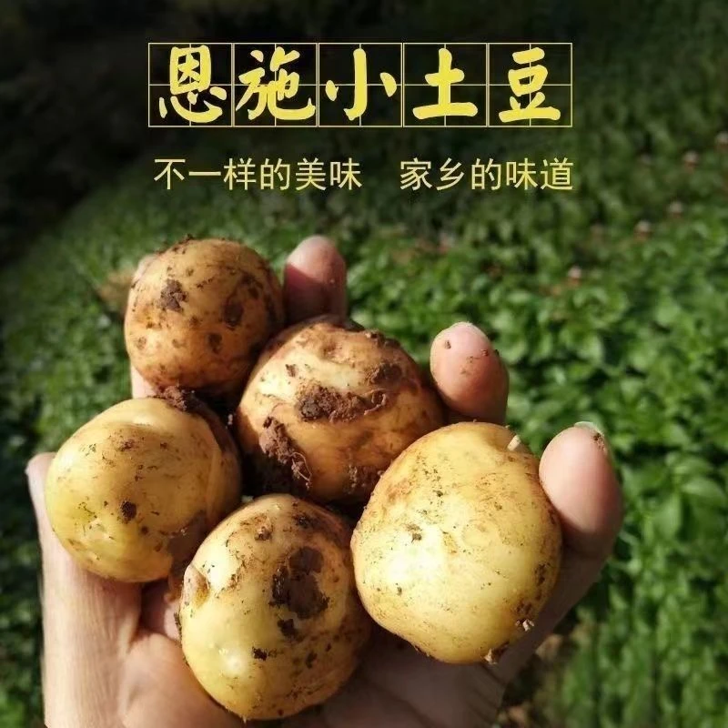 恩施马尔科土豆小土豆新鲜迷你黄皮小个小洋芋迷你小土豆超小种子