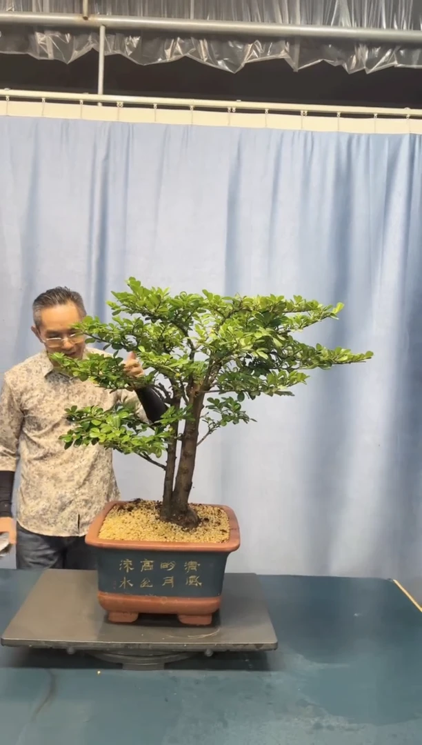 【闪购商品】翠米茶翠米茶