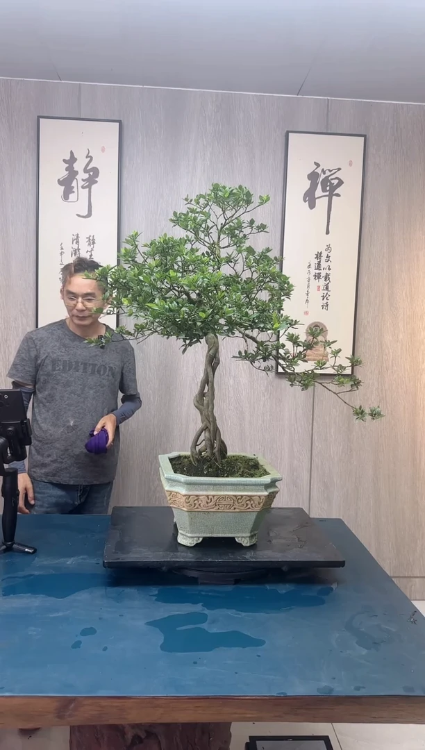 【闪购商品】盆景栀子花