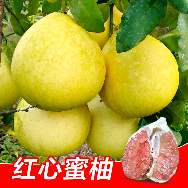 红心蜜柚红肉柚子白心柚1-10斤特大果新鲜湖南果园现摘当季甜水果