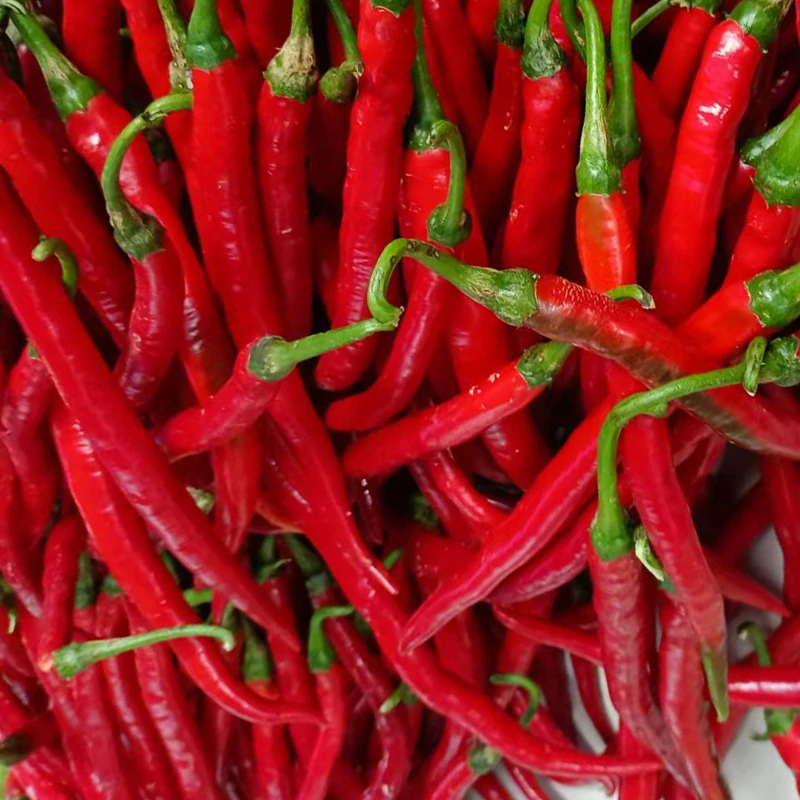 新鲜青红辣椒湖南农家自种青辣椒薄皮红线椒泡剁椒当季现摘辣椒