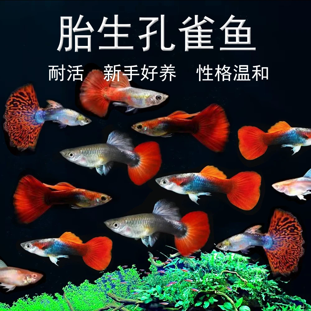 【巴西红扇孔雀鱼】 小型热带淡水鱼 公母混发好养耐活高繁殖免打氧
