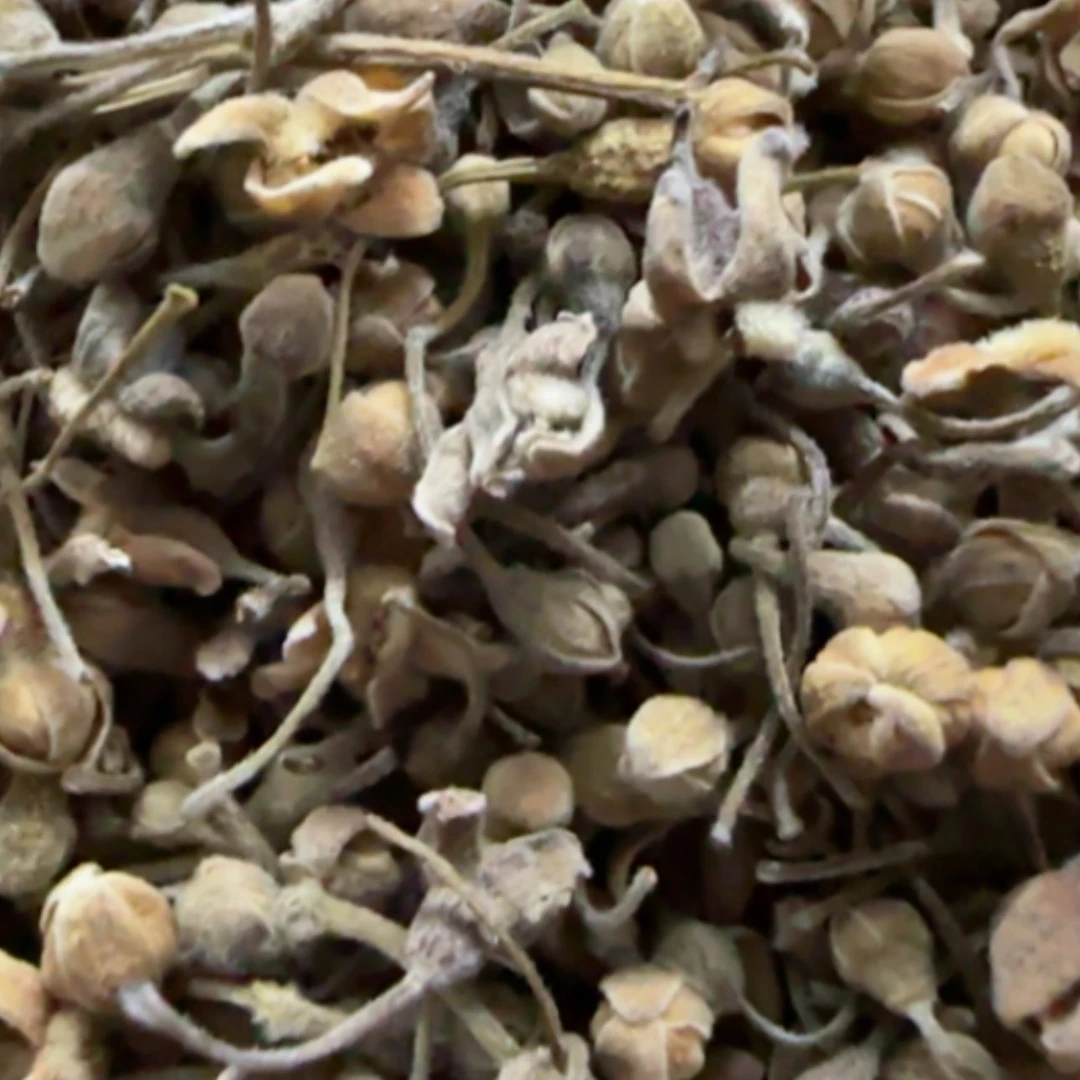 【闪购商品】沉香花30克一瓶