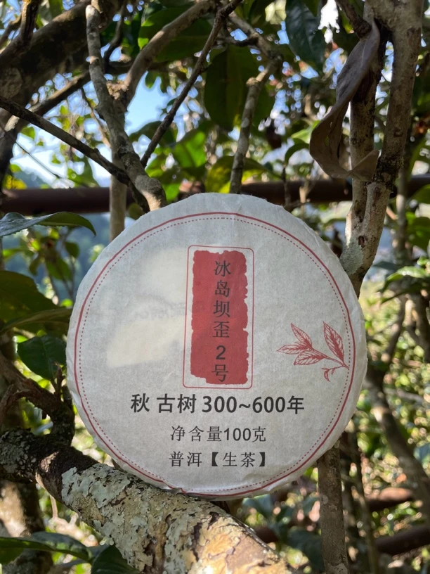 2023秋茶冰岛坝歪古树100克饼