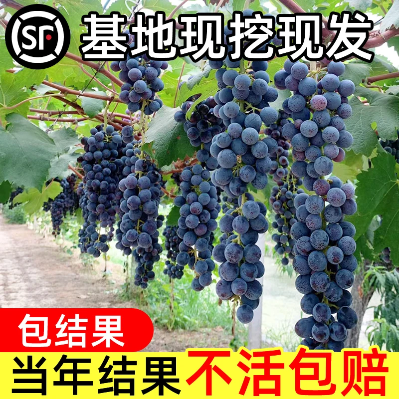 蓝宝石夏黑提子爬藤葡萄树苗庭院盆栽地栽南北方种植3年苗【3颗】