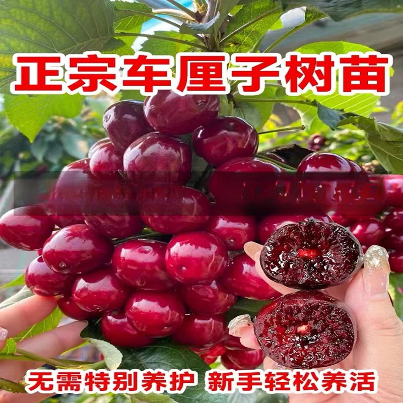 正宗川渝车厘子树苗南北方种植樱桃树苖盆栽庭院果树矮化大樱桃苗