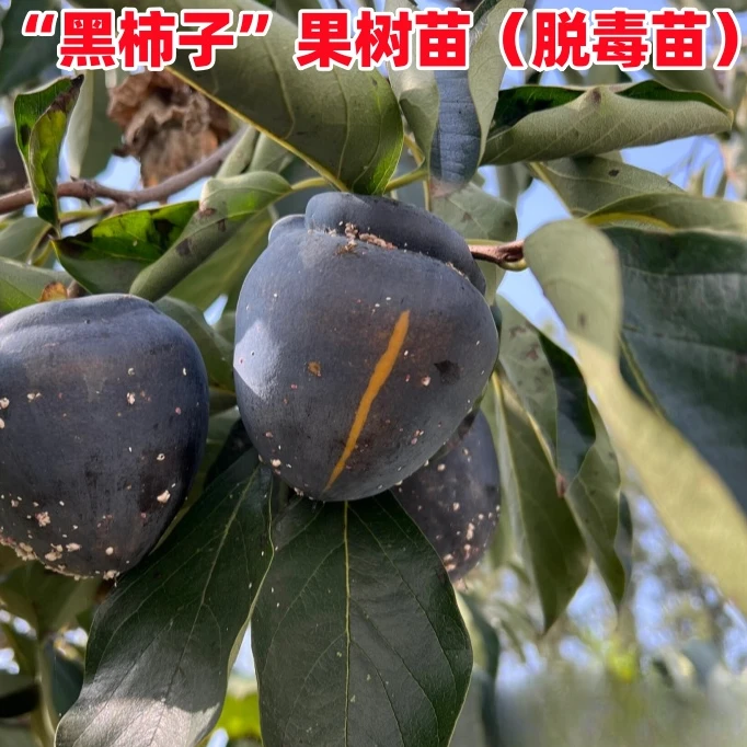 3年苗【买1送2】黑柿子苗嫁接甜脆水果柿子树苗盆栽地栽南北方种植