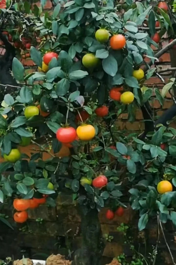 金弹子（盆景）、根艺、品种苗