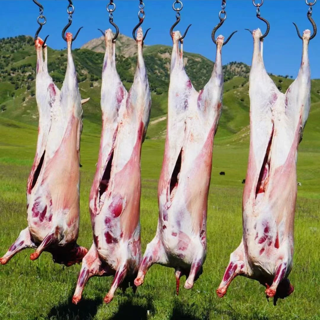 蒙贝小金羊（整只羊）