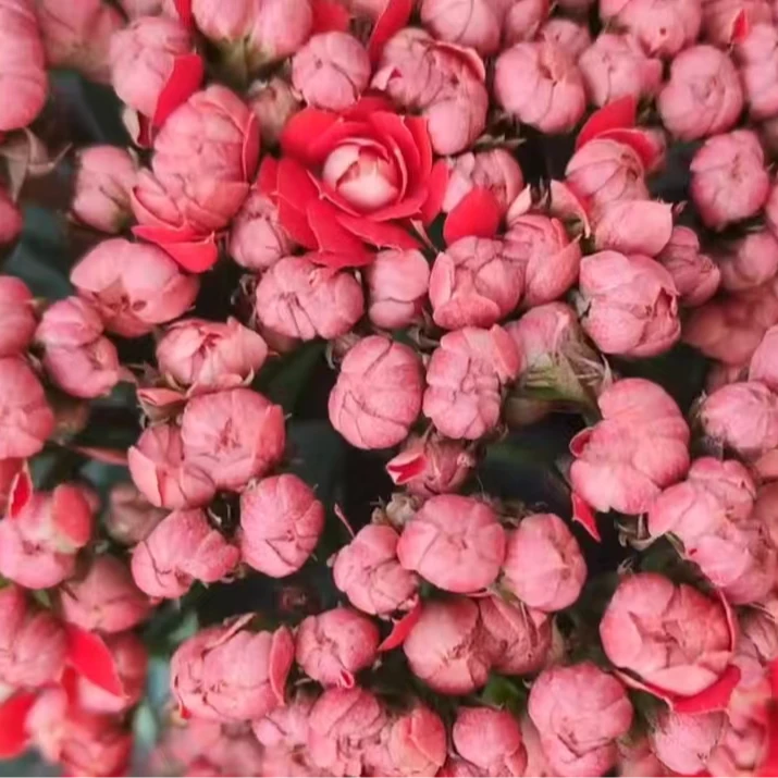 22-55【110盆】~长寿花盆栽重瓣带花苞室内阳台易活懒人花好养