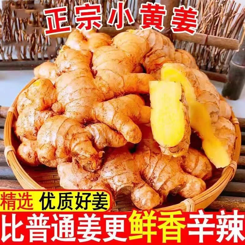 正宗云南小黄姜9斤5斤3斤优质老姜月子姜山地姜农家种植高原蔬菜