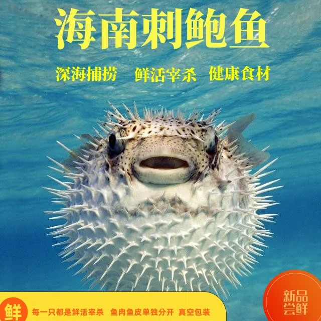 【刺鲍鱼】海南刺鲍鱼 拔好刺 皮肉分开 独立真空包装 健康