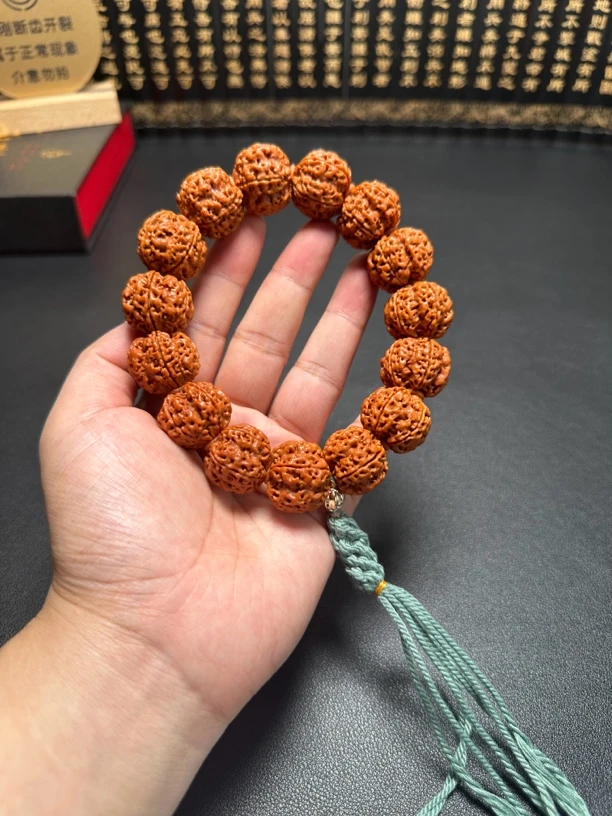 五龙老树梅花金刚500号