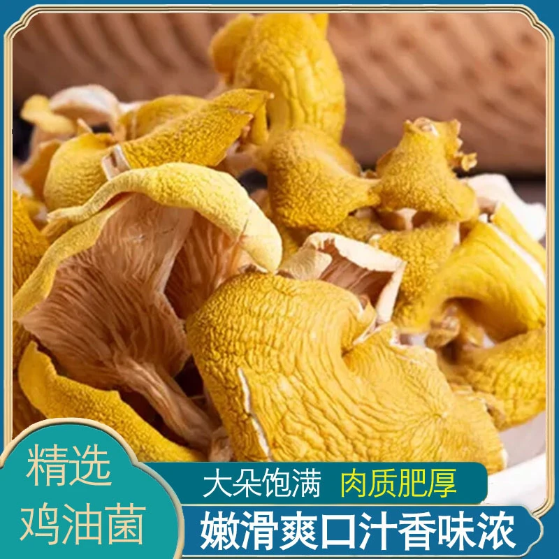 新鲜榆黄蘑鸡油菌玉皇菇食用营养鲜美厂家直供精品榆黄蘑鸡油菌