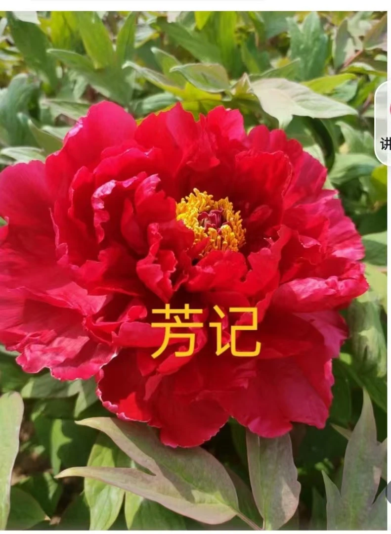 观赏牡丹一物一拍盆栽地栽。3~4枝条。鲜花肥料。秋后发货（芳记）