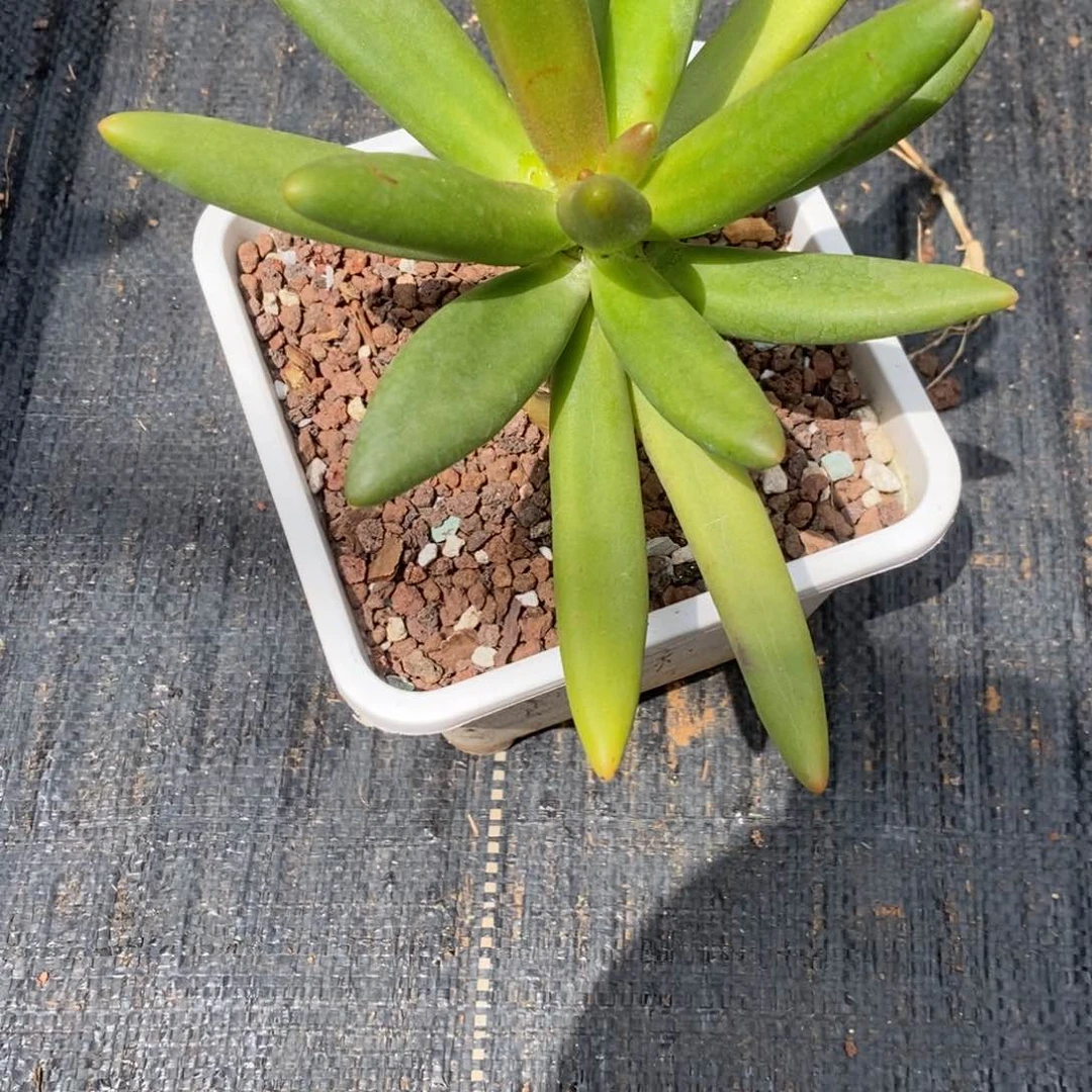 飞***鱼椰子树。  单头