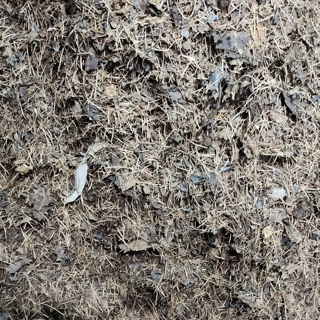 君子兰专用腐叶松针土