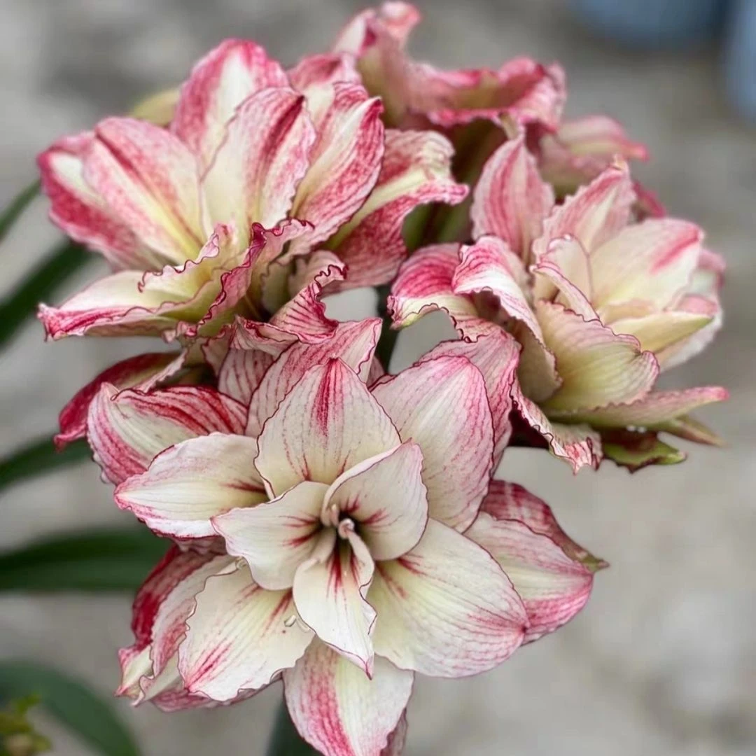 【安吉拉】福利款重瓣朱顶红种球