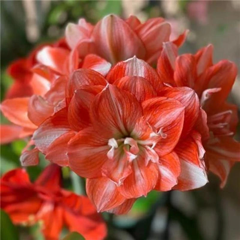 【双重闪耀】福利款重瓣朱顶红种球