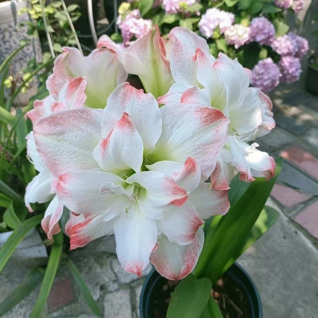 【糖果戴丝】福利款重瓣朱顶红种球