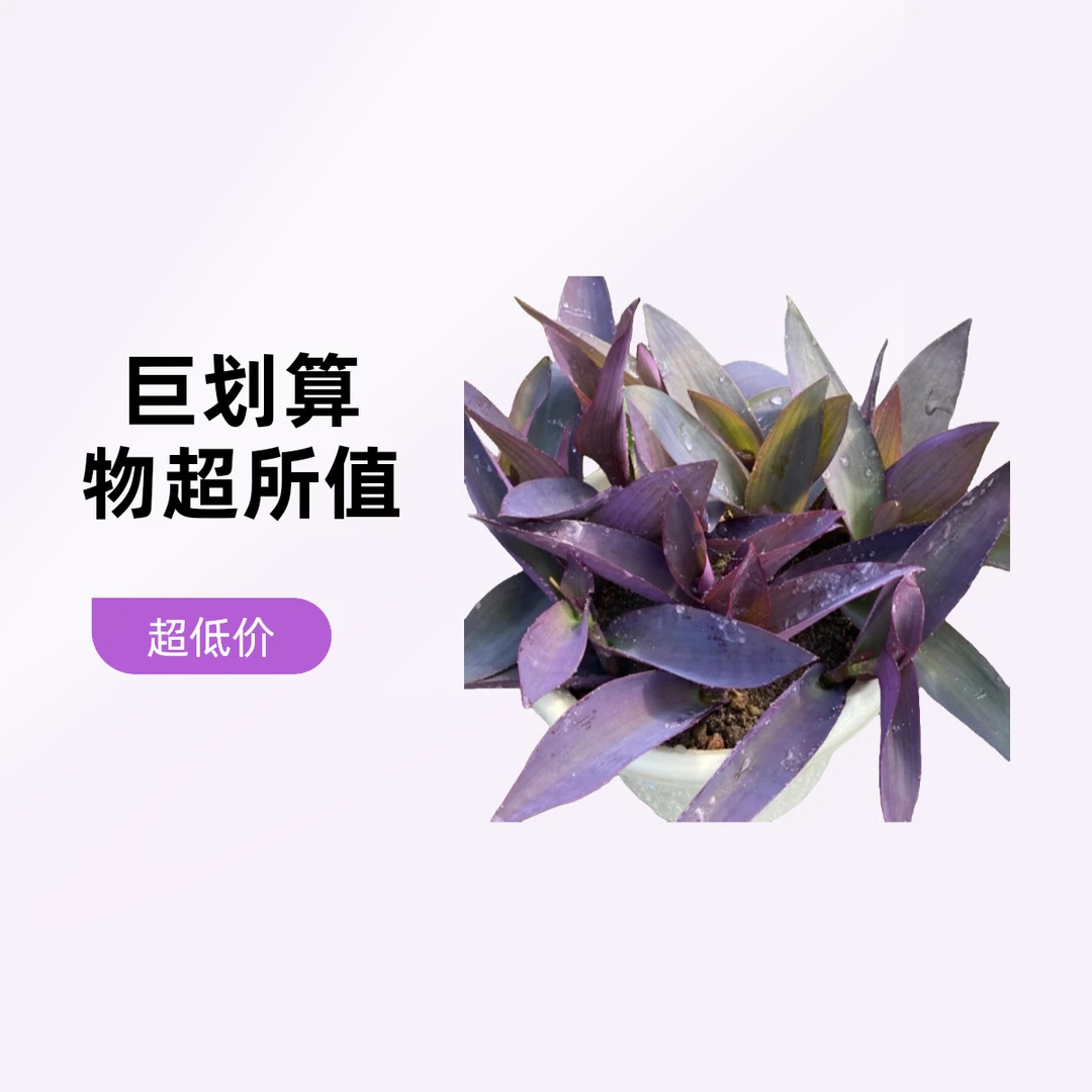 室外室内花卉绿植盆载紫竹梅紫罗兰开花吊兰植物喜阳的植物盆栽