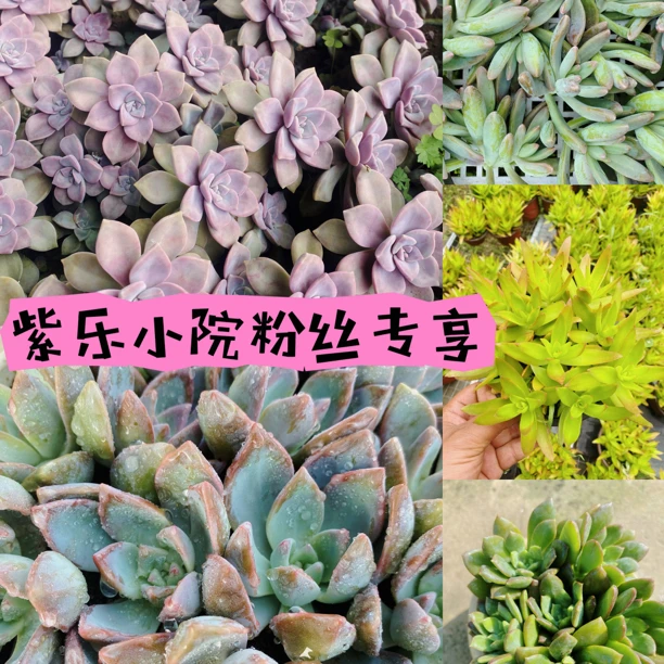 紫乐小院粉丝专享多肉植物无根砍头苗