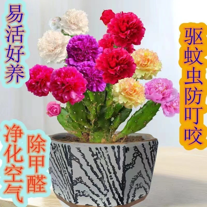 热卖培育嫁接千手观音一花多色大花清香室内室外种植简单好种易活