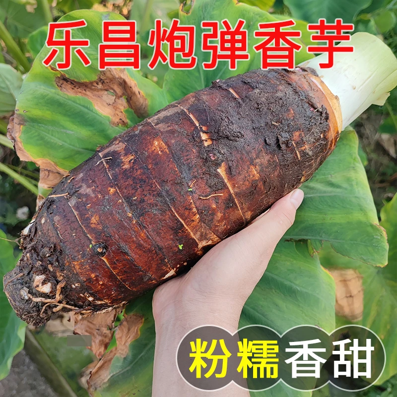 乐昌张溪香芋炮弹芋头新鲜现挖蔬菜正宗韶关特产槟榔芋特大芋头