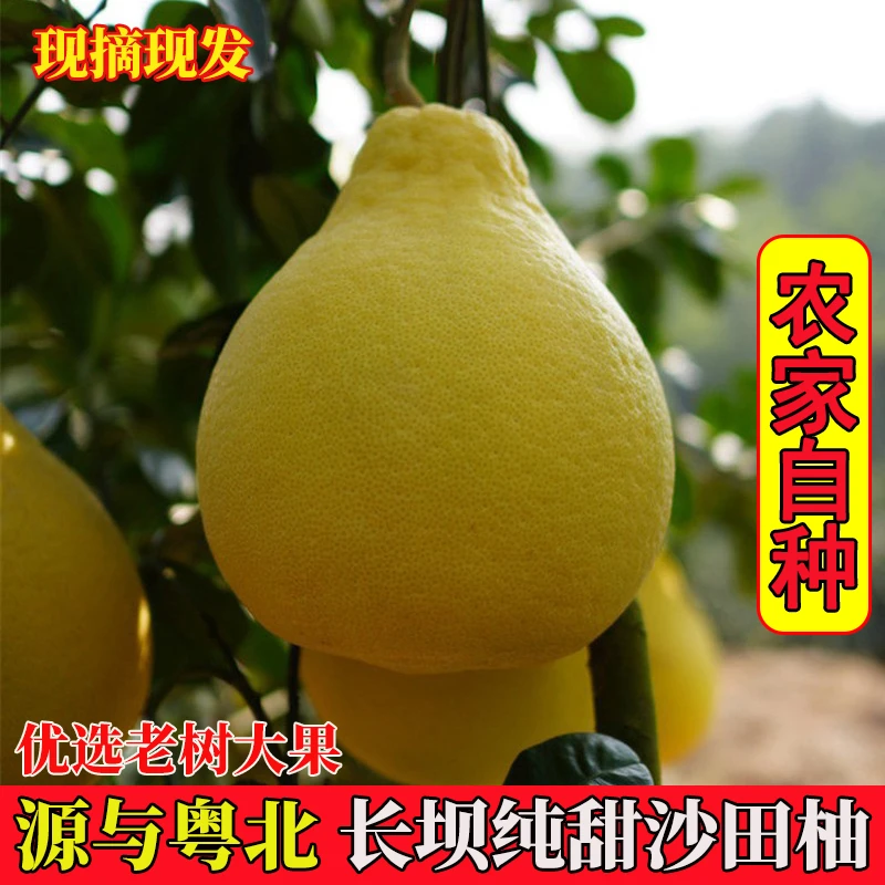 正宗粤北韶关沙田柚金柚纯甜柚子当季新鲜孕妇水果广东特产冰糖柚