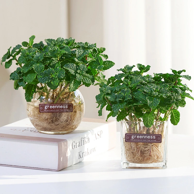 水培薄荷室内桌面水养绿植室外四季好养花卉盆栽驱蚊薄荷叶可食用