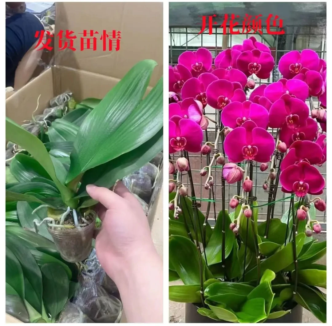 蝴蝶兰盆栽年宵花四季开花室内阳台观花植物叶子开裂正常现象