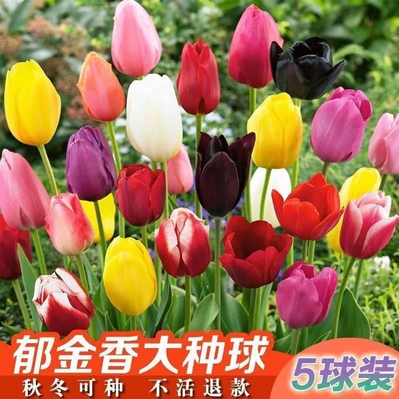 耐寒水培郁金四季香开花盆栽花卉植物客厅绿植花卉大全好养活