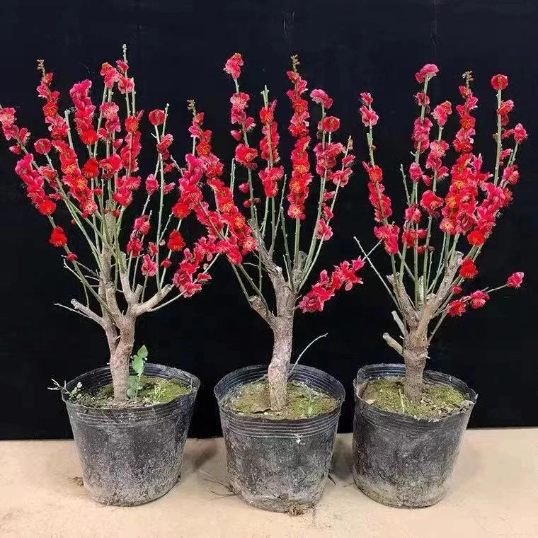 骨里红梅花盆栽盆景