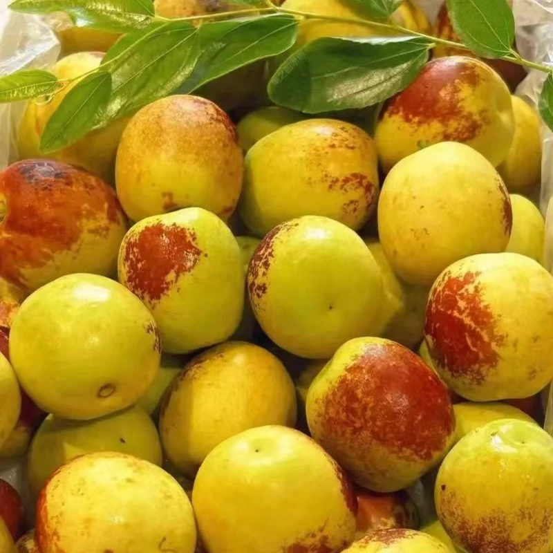大荔冬枣