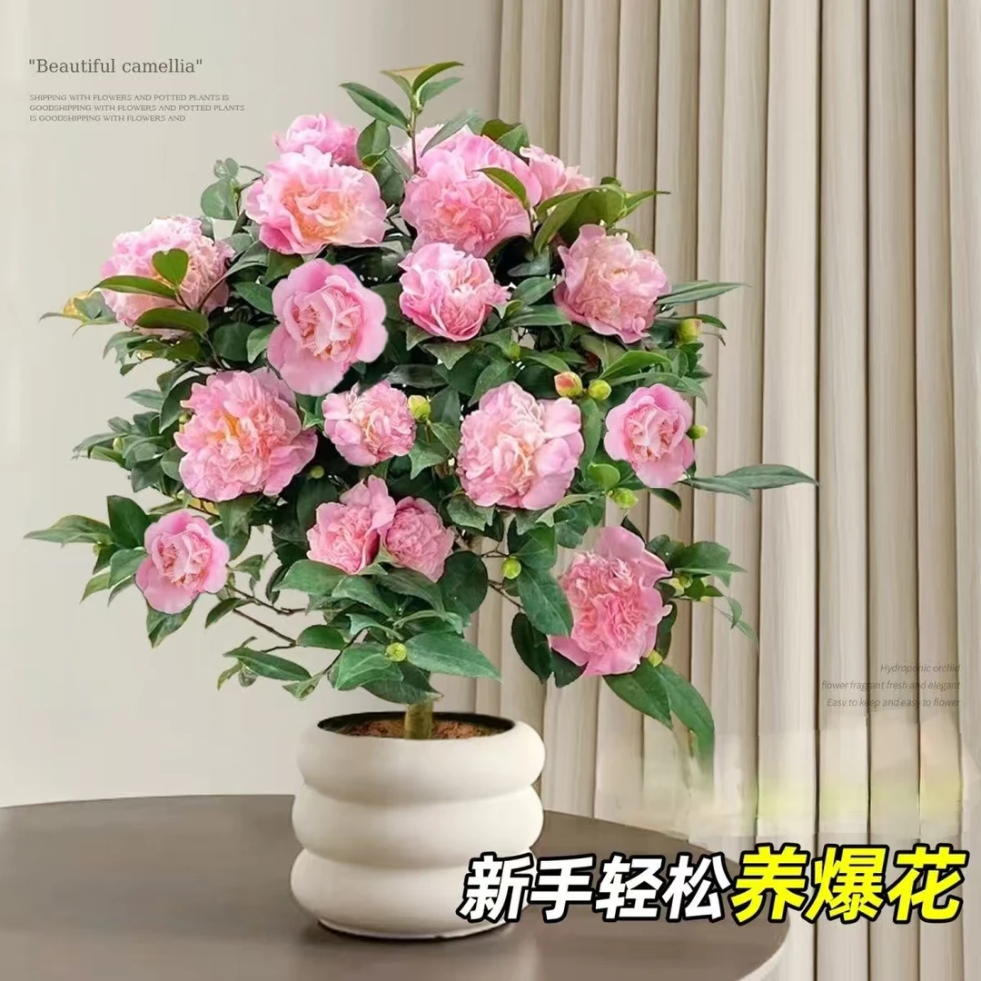 带花苞山茶花树苗盆栽重瓣茶花室内室外耐寒好养浓香型四季常青