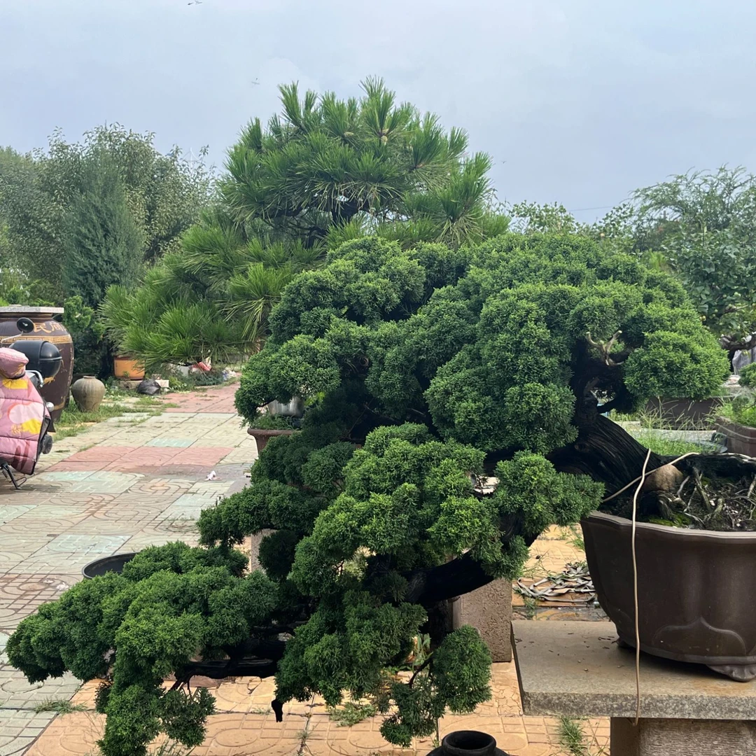 多年精品松柏盆景