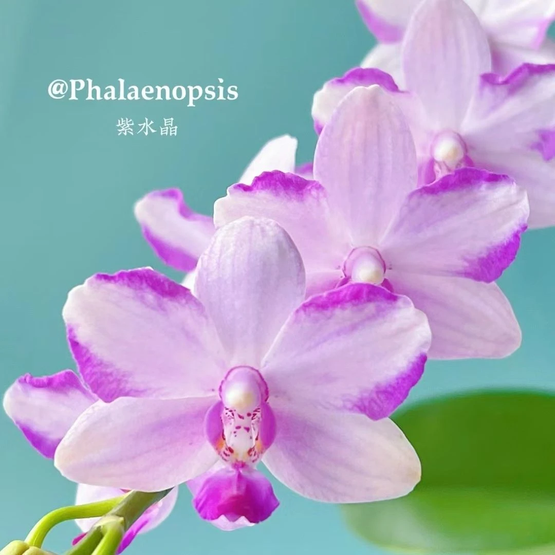 【紫水晶】蜡质花蝴蝶兰粉紫色带香味3.0杯带花带花苞花期长