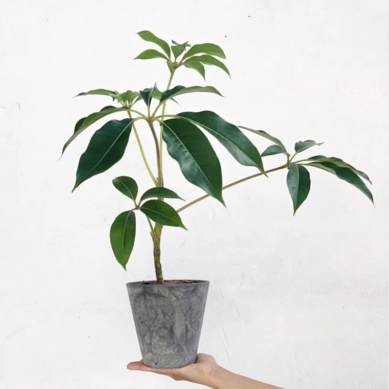 日本大叶伞保罗树日系花园四季绿植办公室内盆栽花卉植物净化空气