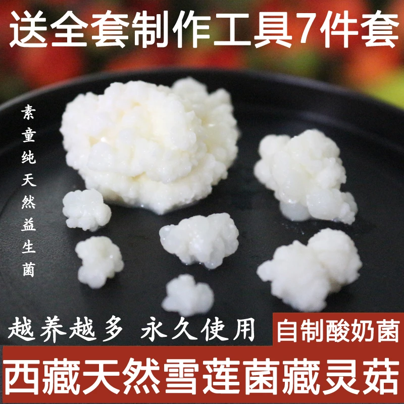 素童西藏林芝天山雪莲菌菌种藏灵菇雪莲菌酸奶菌自制开菲尔菌家用